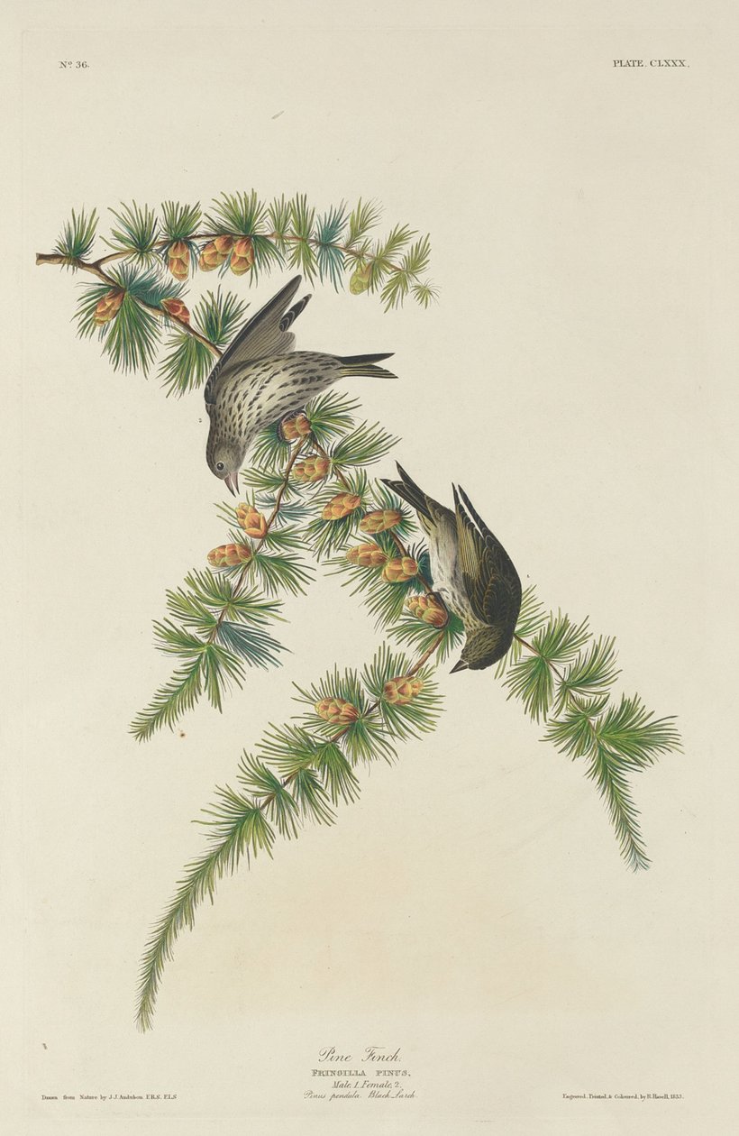 Pine Finch, 1833. tekijältä Robert Havell