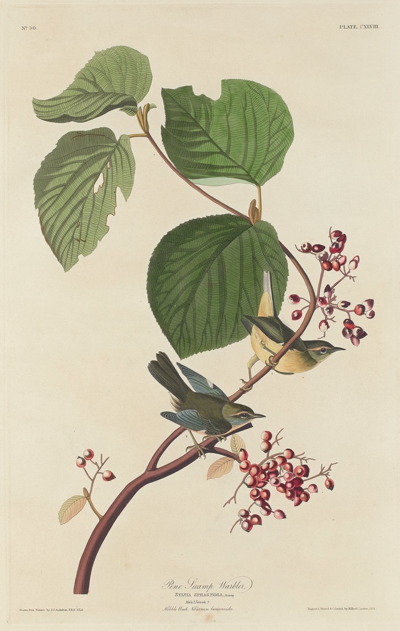 Mäntykärpä, 1832. tekijältä Robert Havell