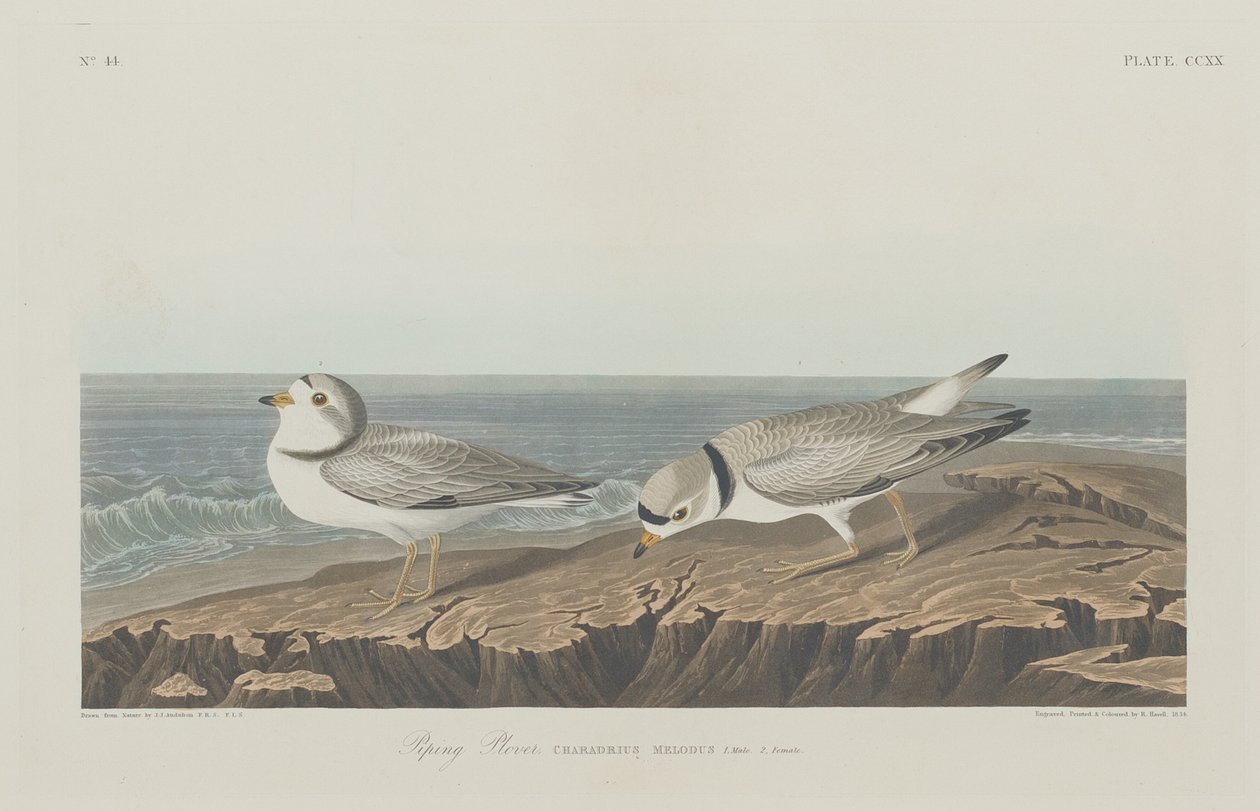 Piping Plover, 1834. tekijältä Robert Havell