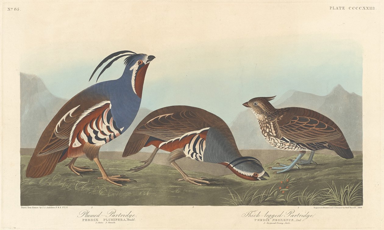 Plumed pelto ja paksujalkainen pelto, 1838. tekijältä Robert Havell