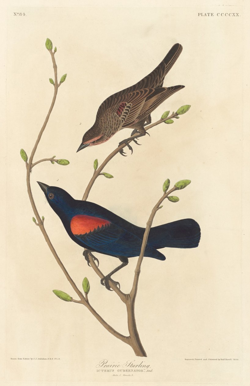 Prairie Starling, 1838. tekijältä Robert Havell