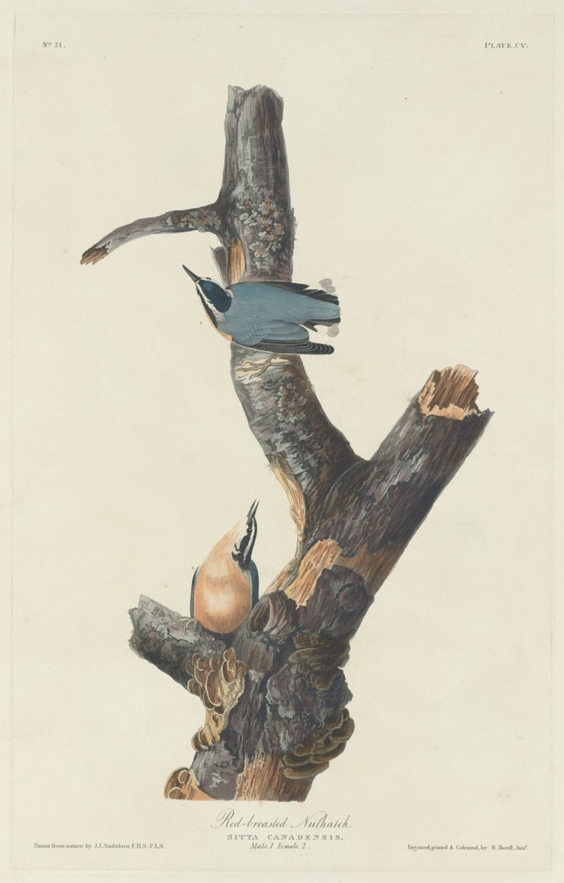 Punarintapähkinä, 1831. tekijältä Robert Havell