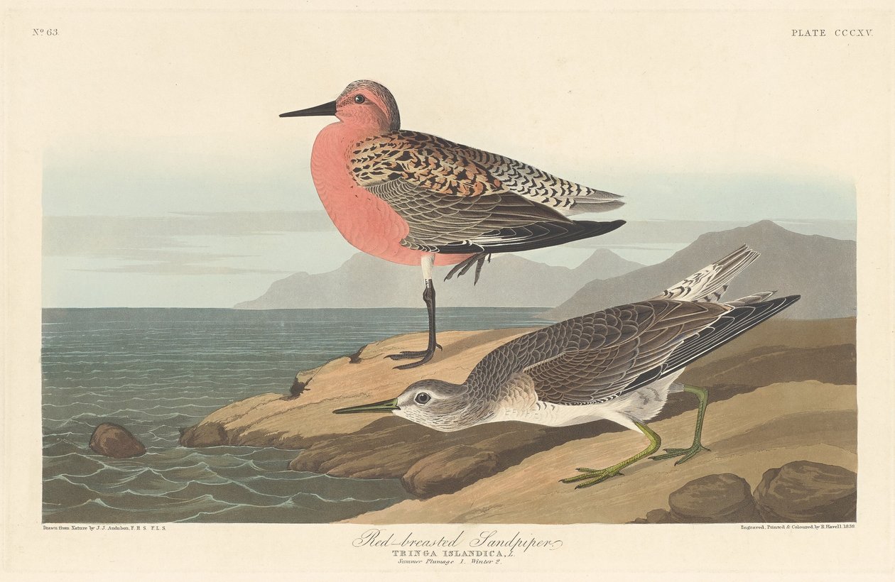 Punarintainen hiekkapiippu, 1836. tekijältä Robert Havell