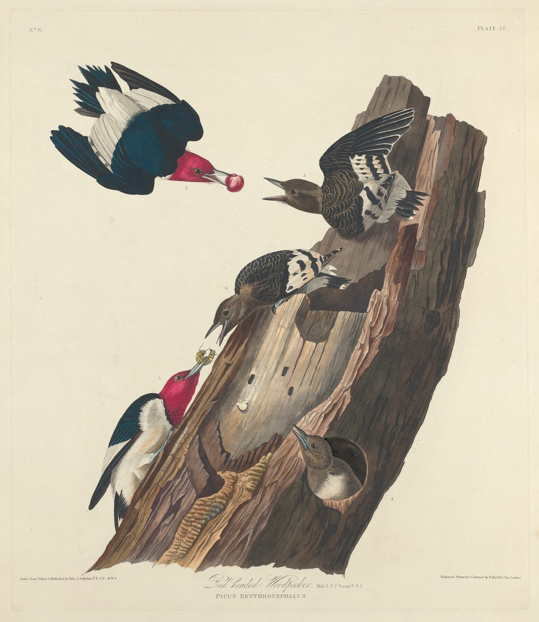 Punatikka, 1828. tekijältä Robert Havell