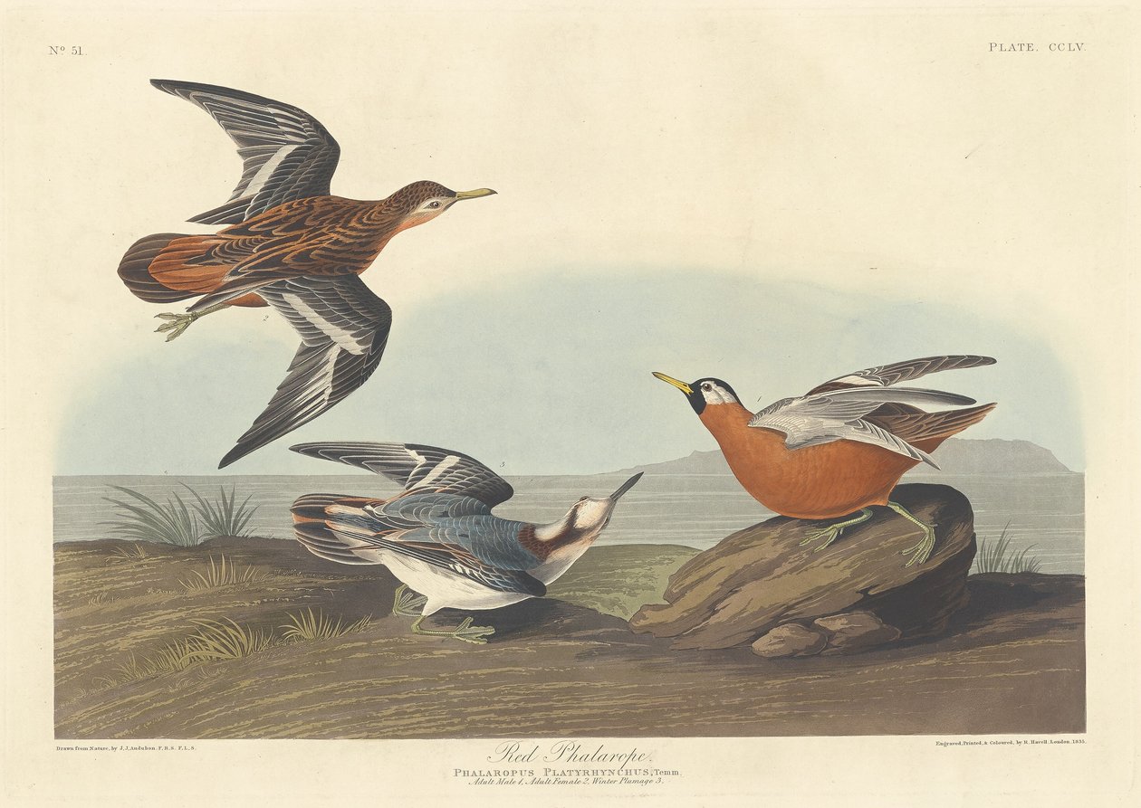 Punainen phalarope, 1835. tekijältä Robert Havell