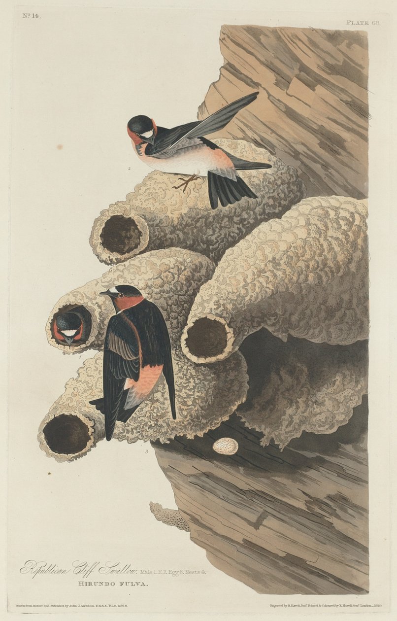 Republikaanien Cliff Swallow, 1829. tekijältä Robert Havell