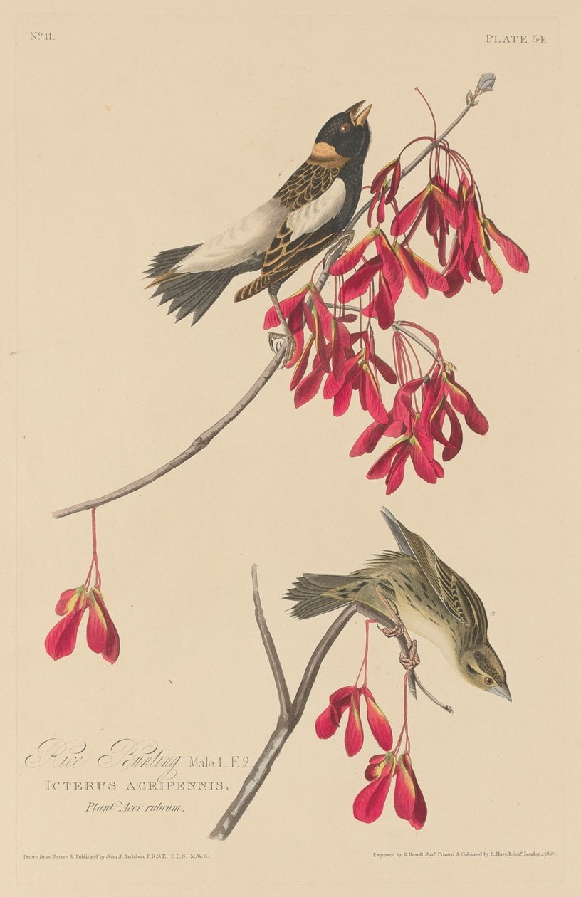 Rice Bunting, 1829. tekijältä Robert Havell
