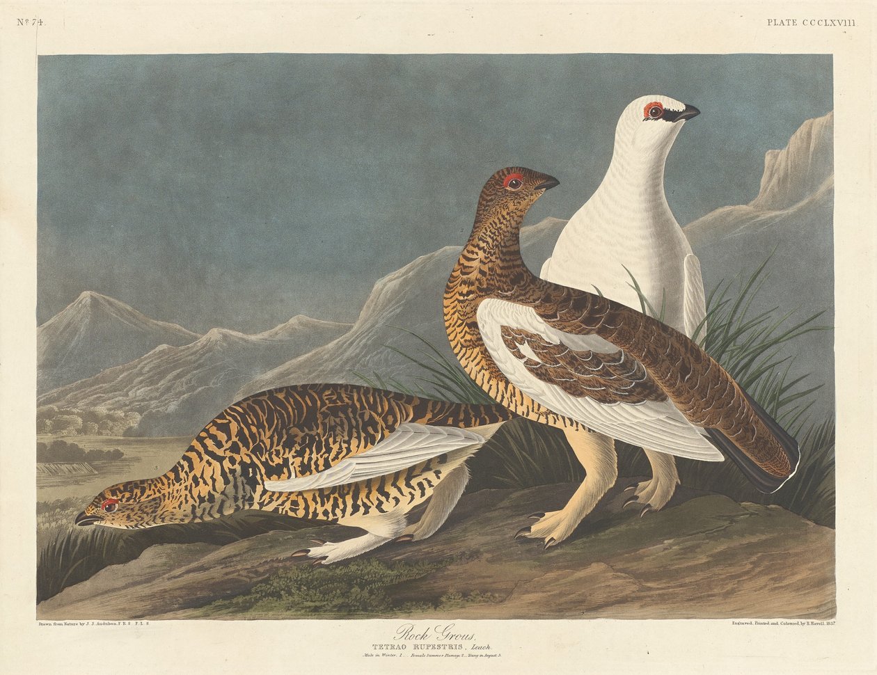 Rock Great, 1837. tekijältä Robert Havell