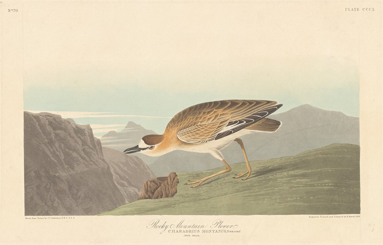 Rocky Mountain Plover, 1836. tekijältä Robert Havell