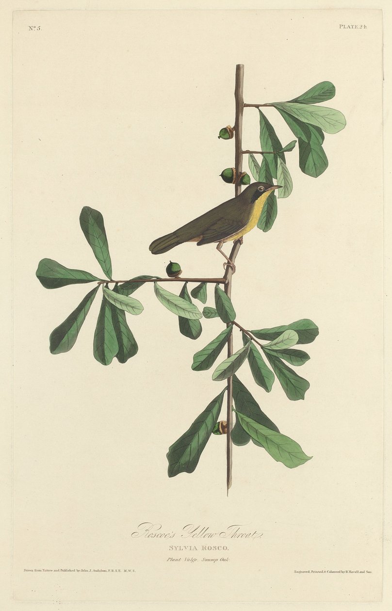 Roscoen keltainen kurkku, 1827. tekijältä Robert Havell