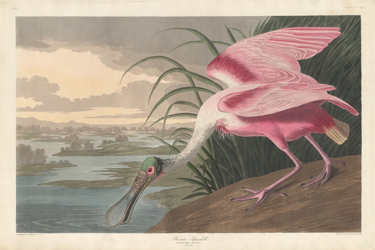 Ruusuinen lusikkanokka, 1836. tekijältä Robert Havell