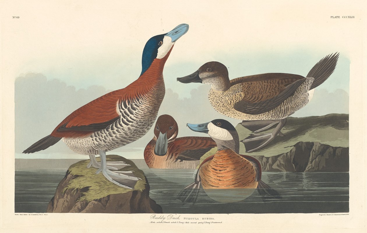 Ruddy Duck, 1836. tekijältä Robert Havell