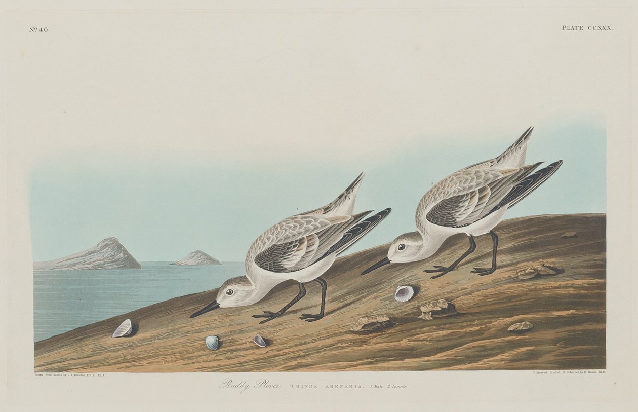 Ruddy Plover, 1834. finlandès tekijältä Robert Havell
