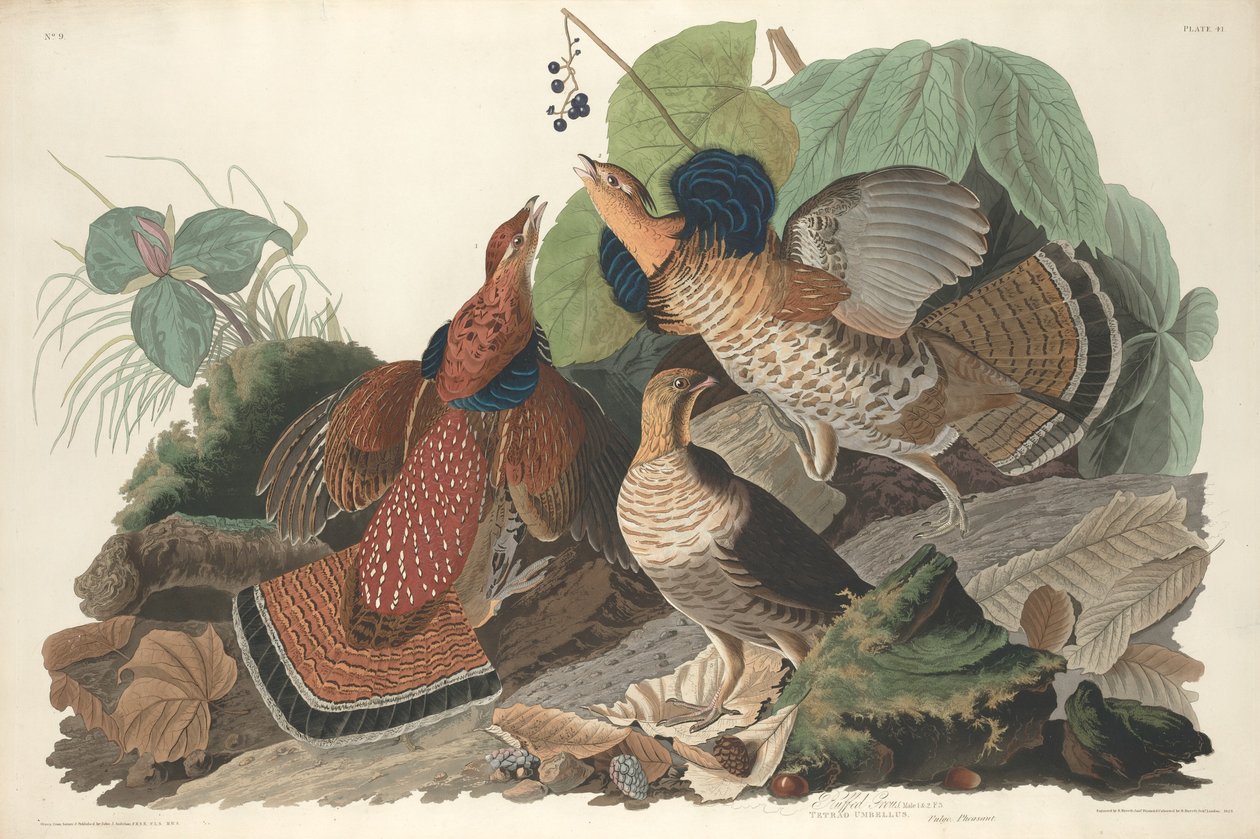 Ruffed Grouse, 1828. tekijältä Robert Havell