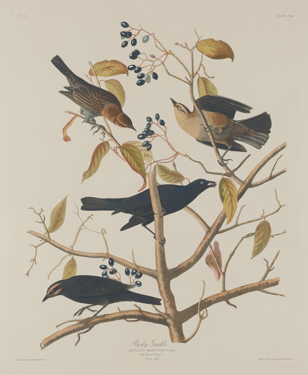 Rusty Grakle, 1833. tekijältä Robert Havell