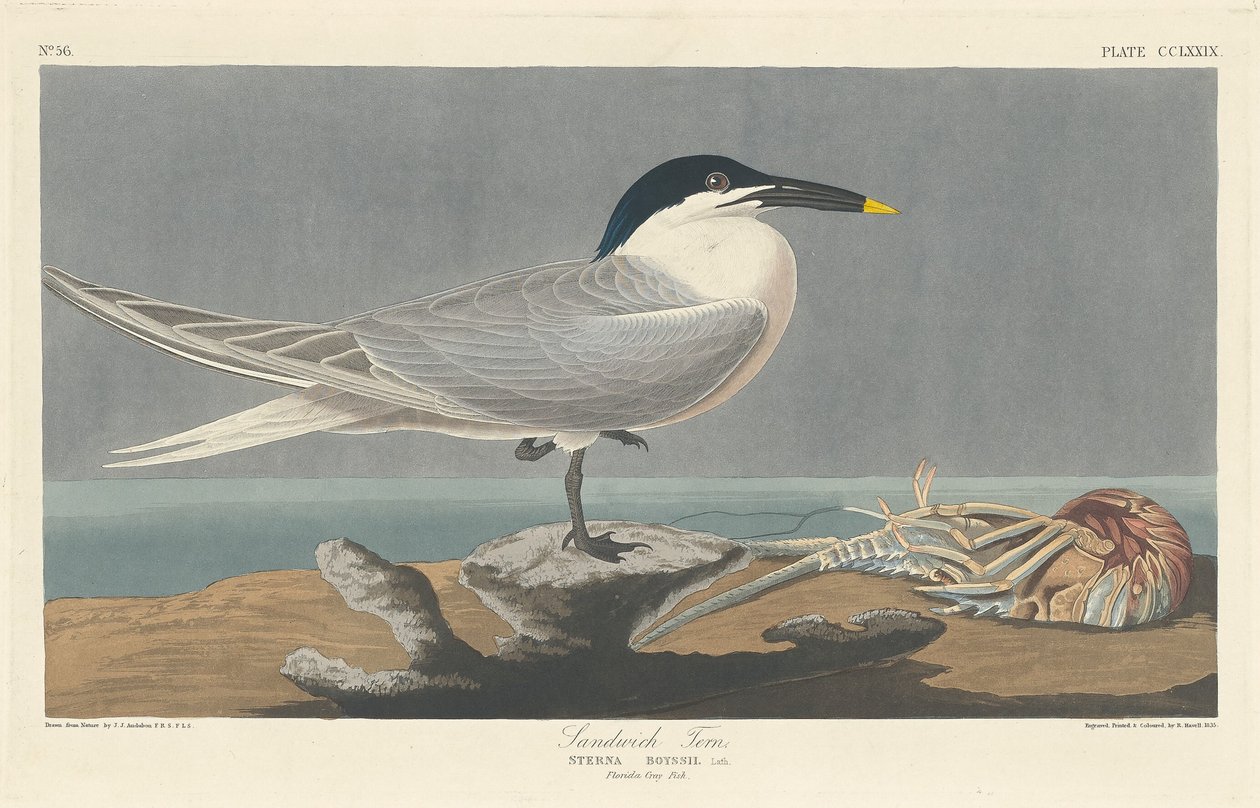 Voileipätiira, 1835. tekijältä Robert Havell