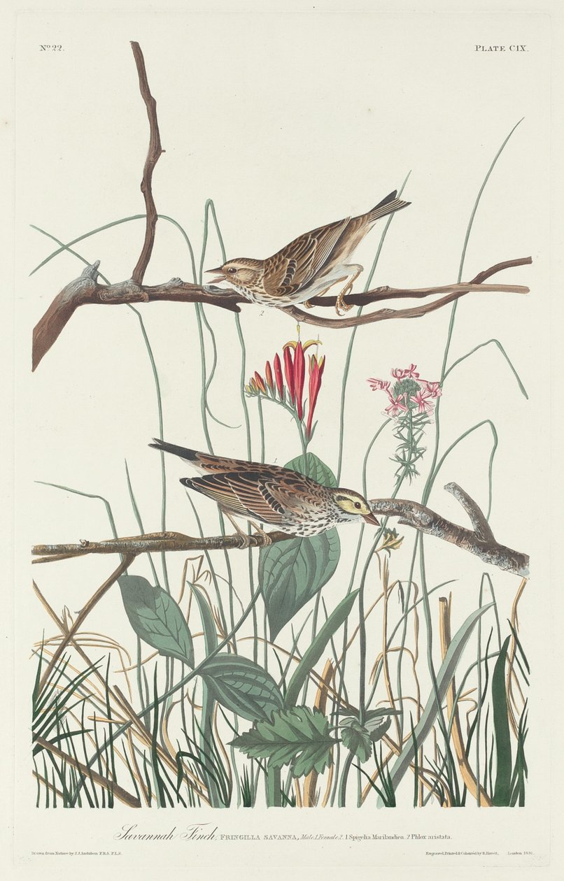 Savannah Finch, 1831. tekijältä Robert Havell