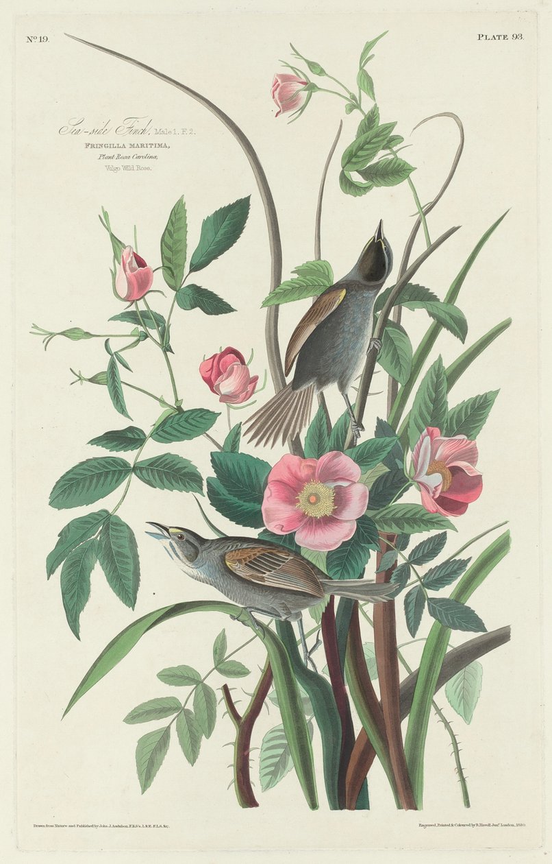 Merenpuoleinen peippo, 1830. tekijältä Robert Havell