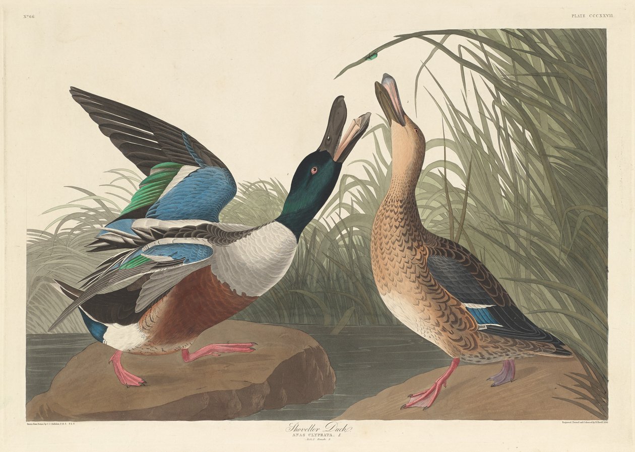 Shoveller Duck, 1836. tekijältä Robert Havell