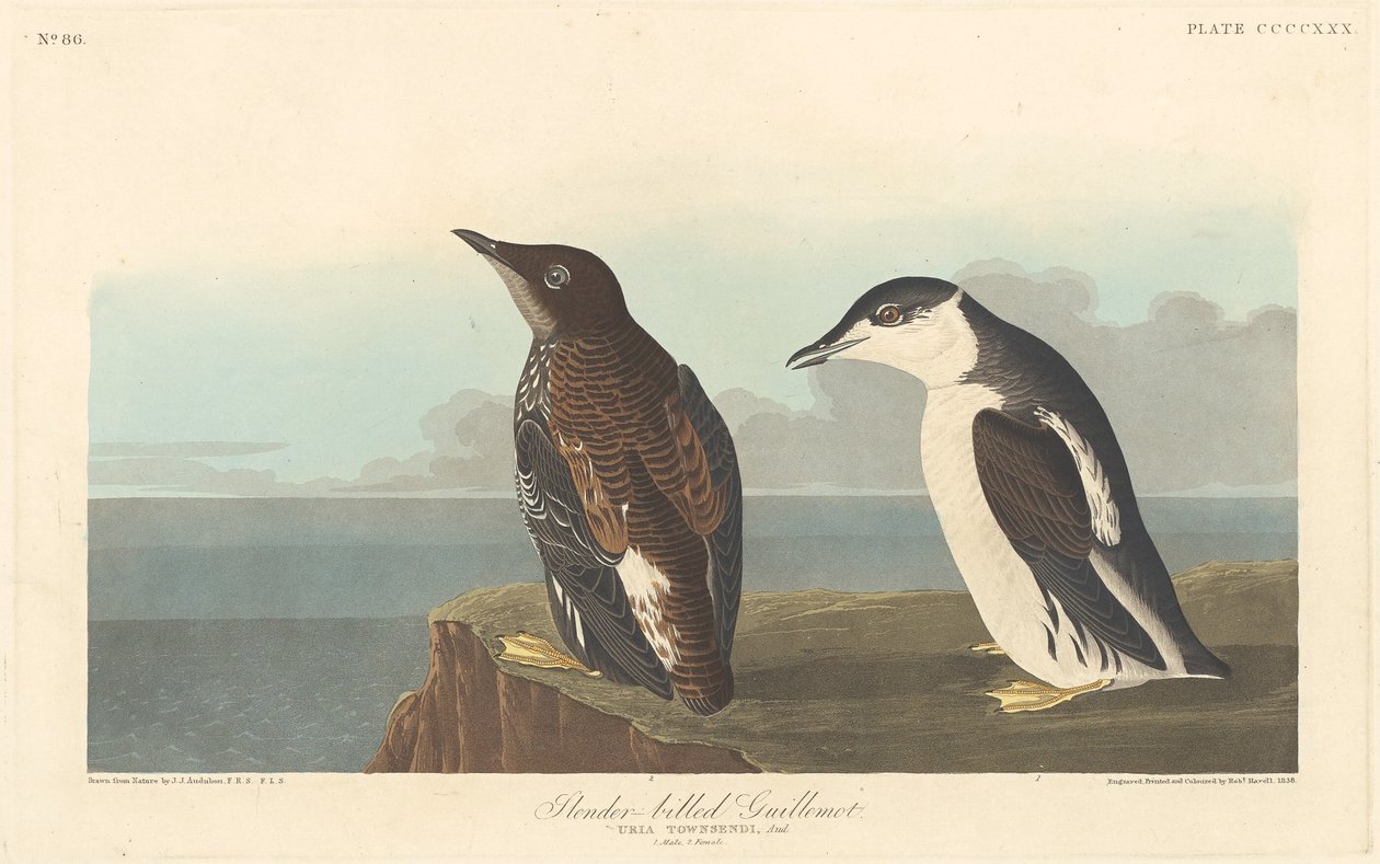 Hoikkanokkainen Guillemot, 1838. tekijältä Robert Havell