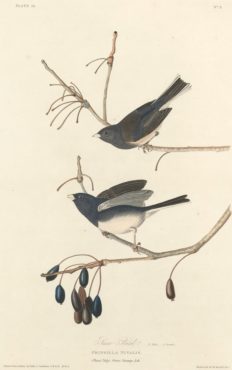 Lumilintu, 1827. tekijältä Robert Havell