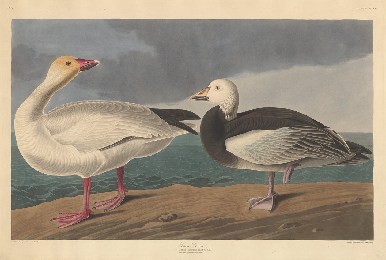 Oca de les neus, 1837. finlandès tekijältä Robert Havell