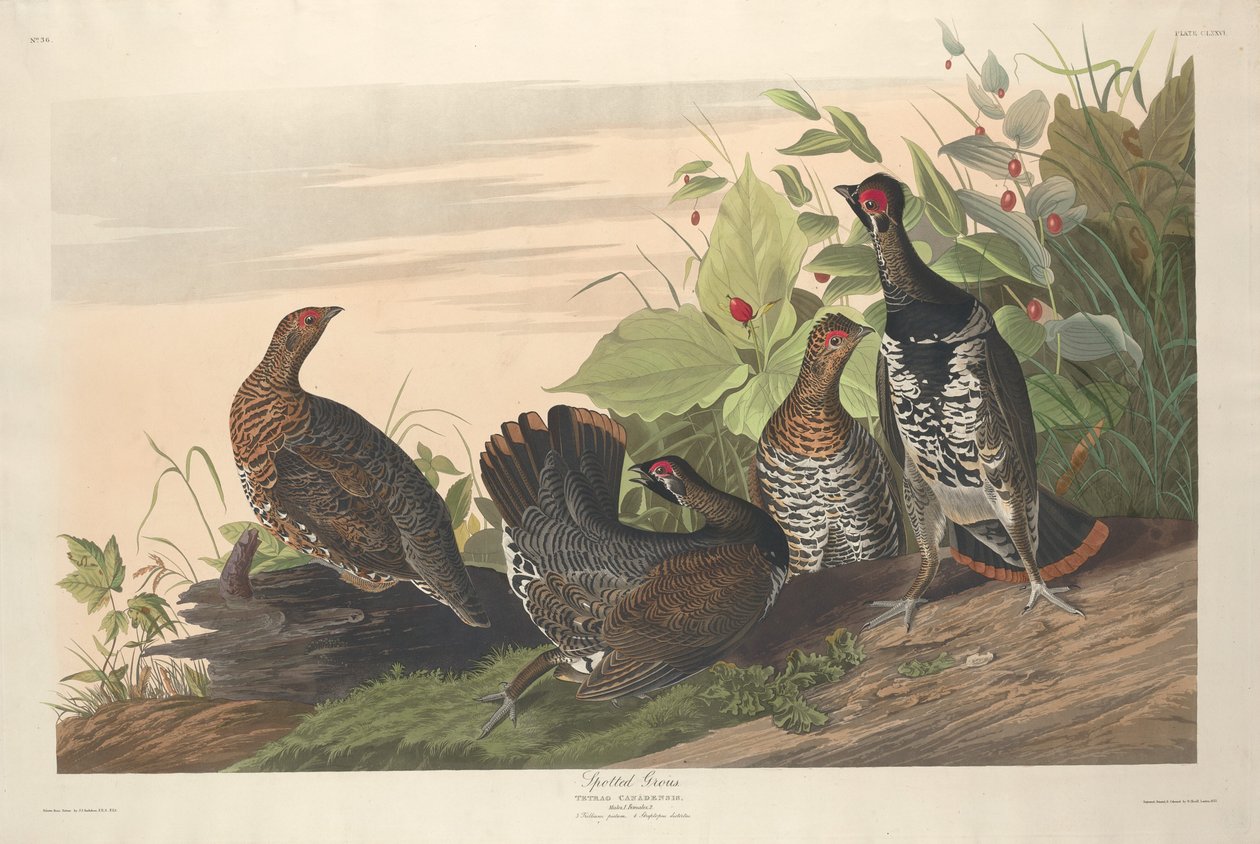 Spotted Grous, 1833. tekijältä Robert Havell