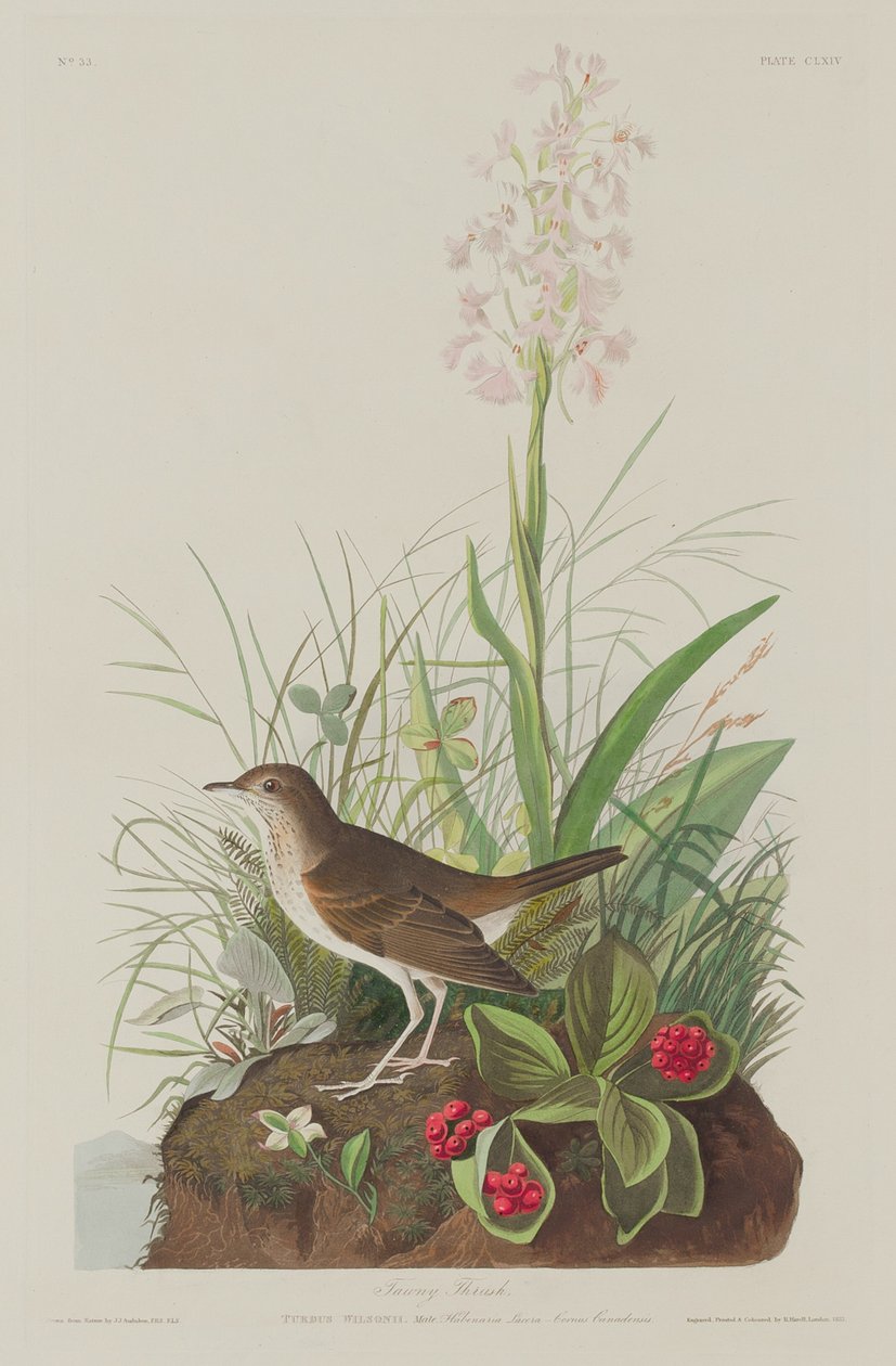 Tawny Thrush, 1833. tekijältä Robert Havell