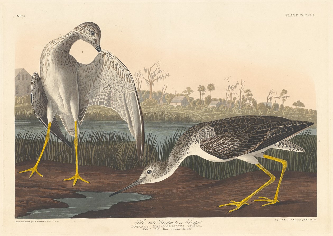 Ilmaiseva Godwit, 1836. tekijältä Robert Havell