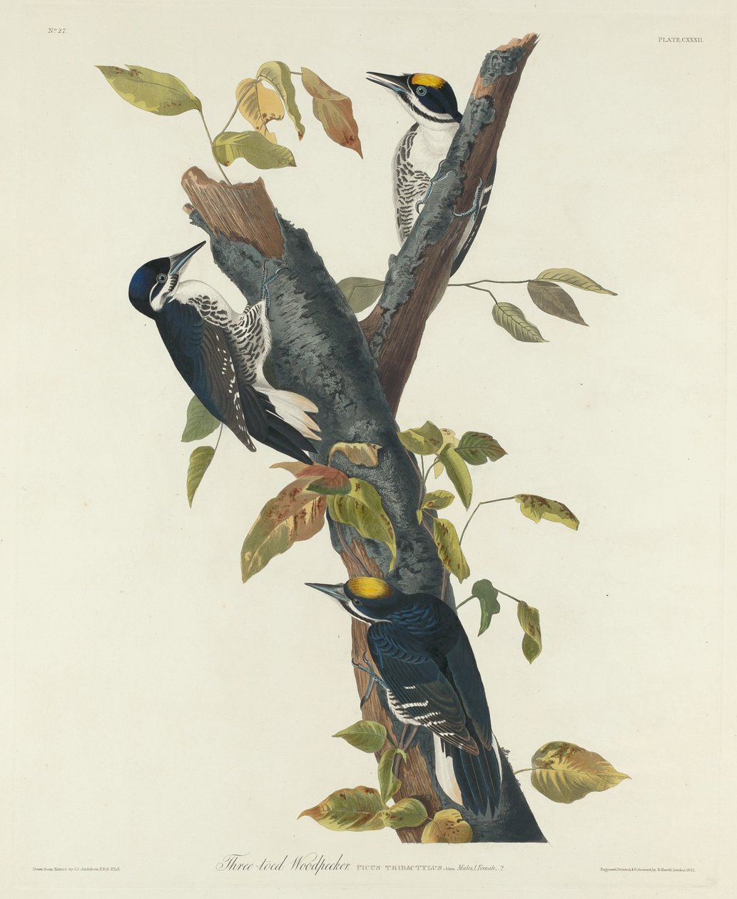 Kolmivarvas tikka, 1832. tekijältä Robert Havell
