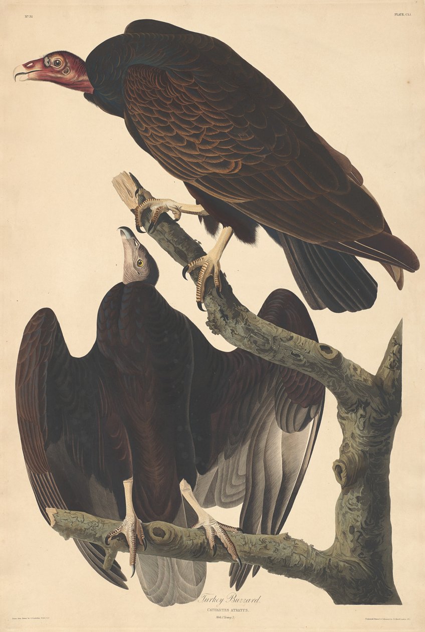 Turkkihiiri, 1832. tekijältä Robert Havell
