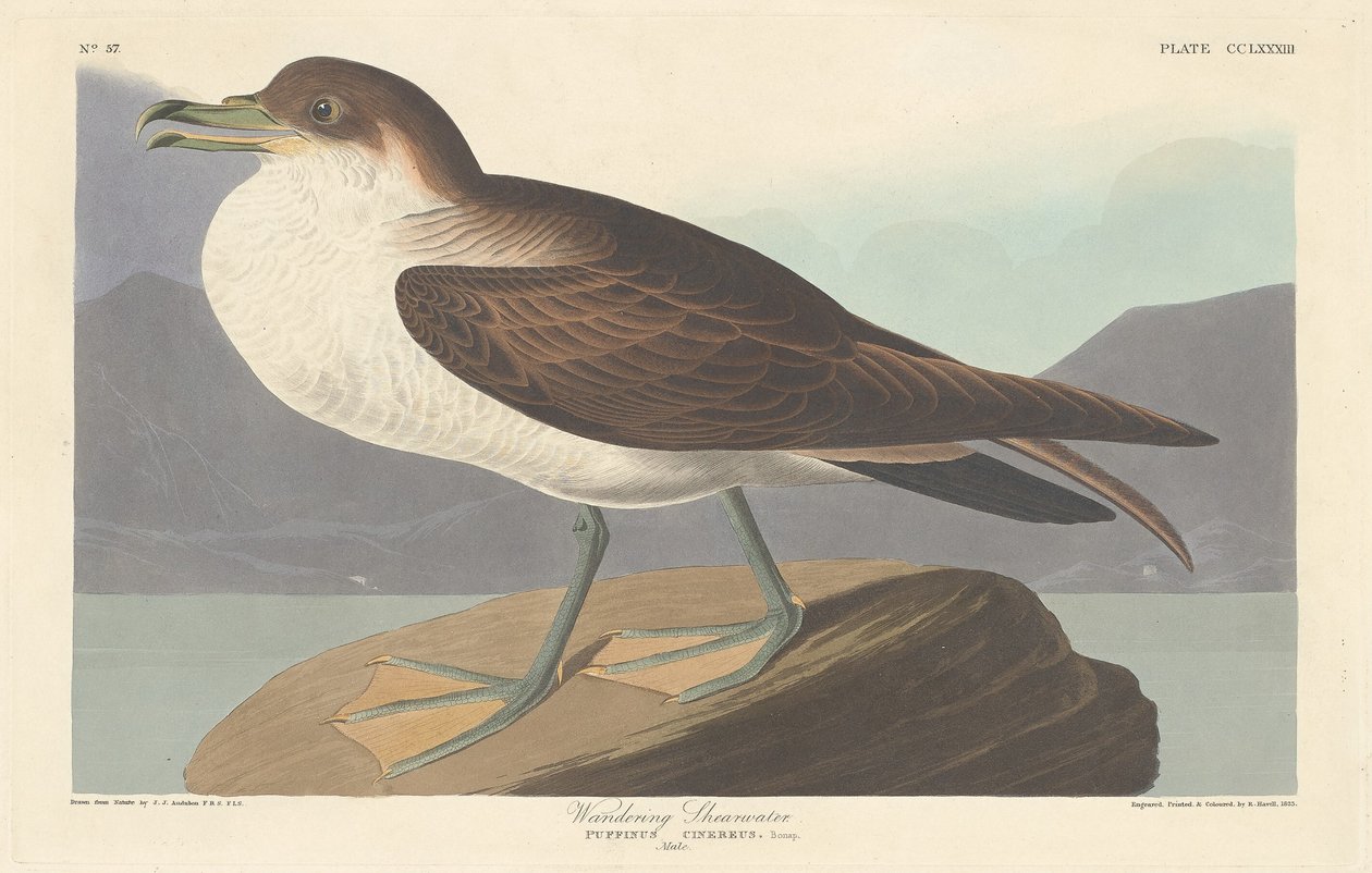 Vaeltava Shearwater, 1835. tekijältä Robert Havell