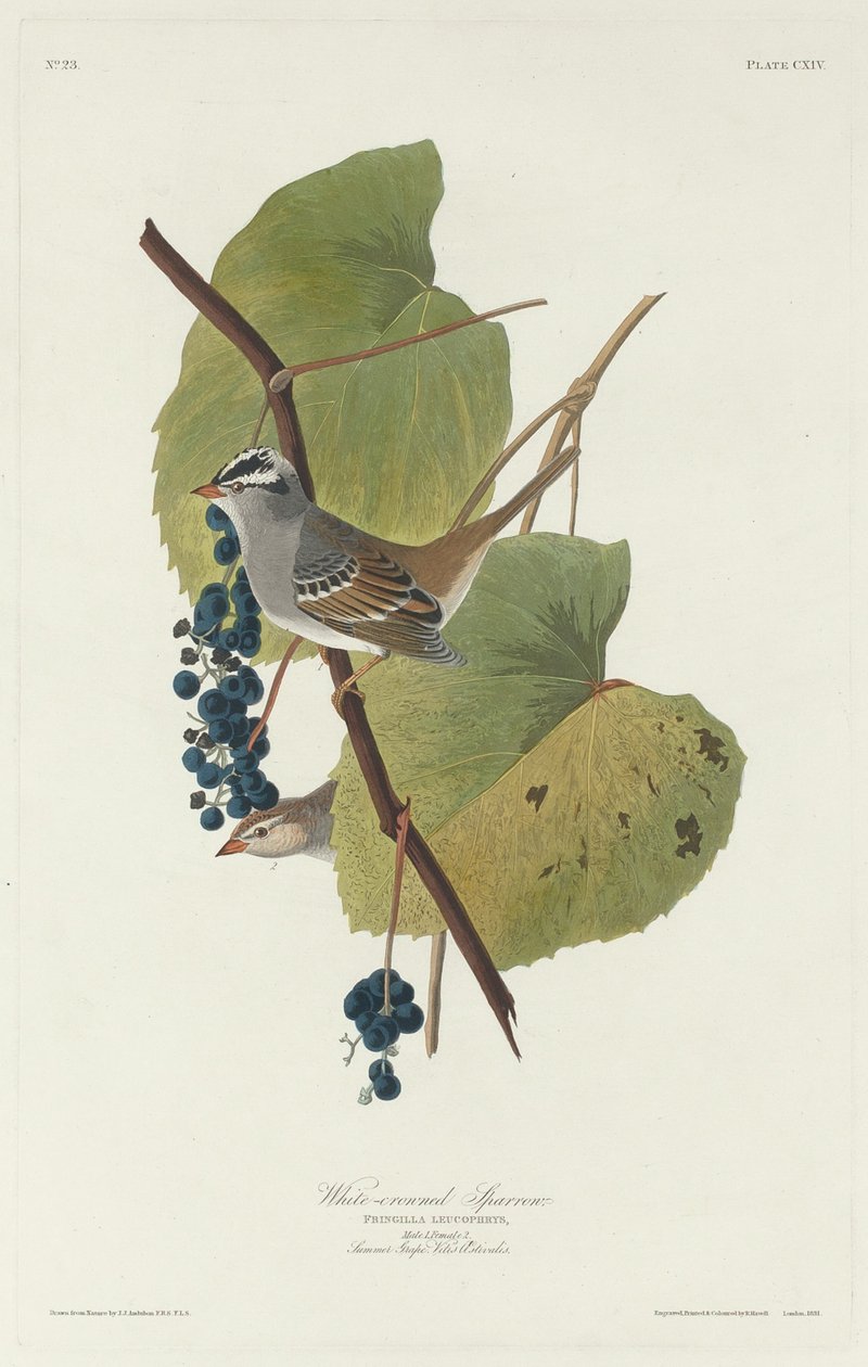 Valkokruunuinen varpunen, 1831. tekijältä Robert Havell