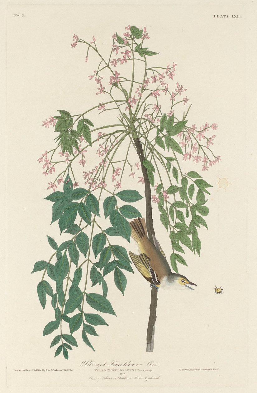 Valkosilmäinen kärpässieppaaja, 1829. tekijältä Robert Havell
