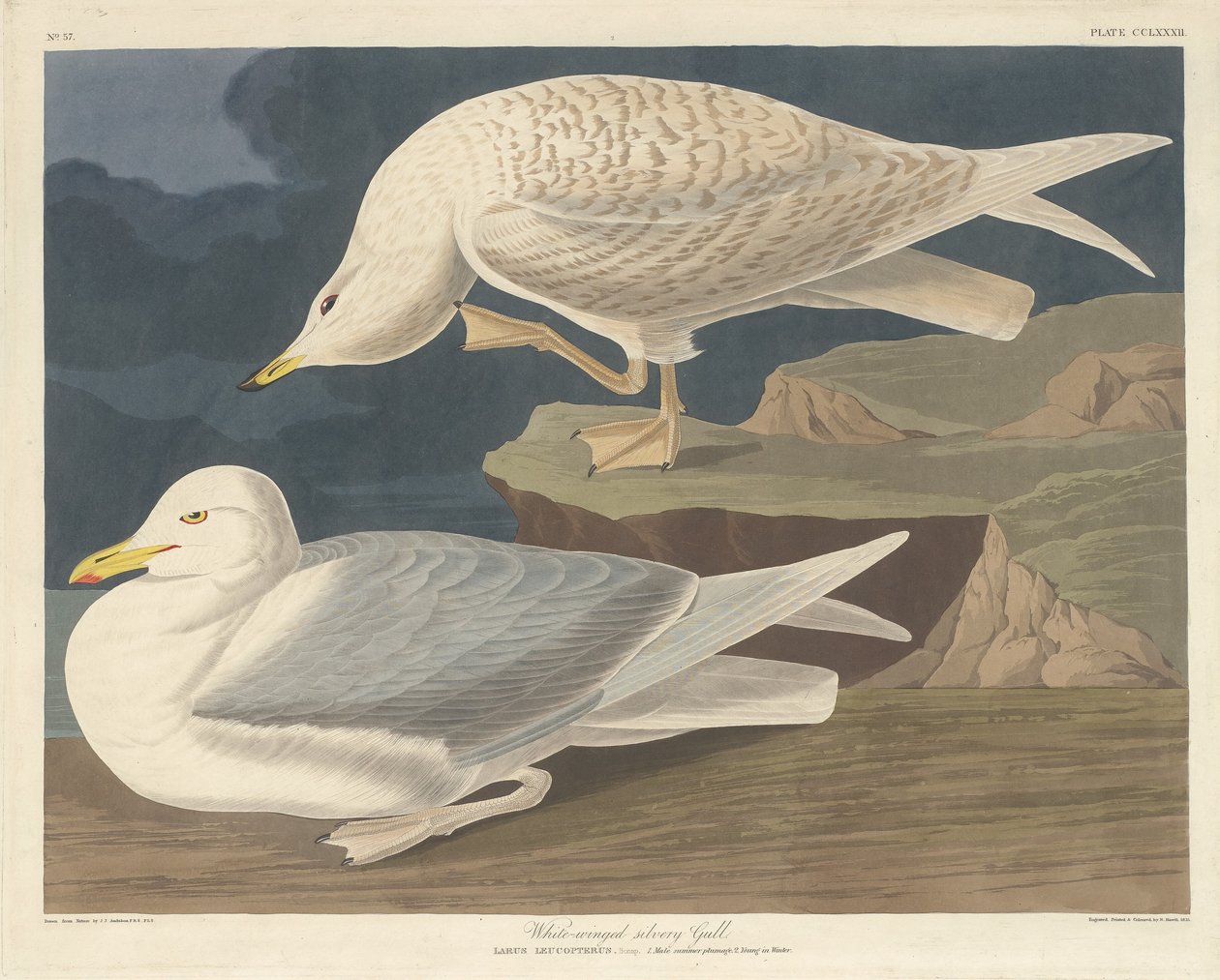 Valkosiipinen hopealokki, 1835. tekijältä Robert Havell