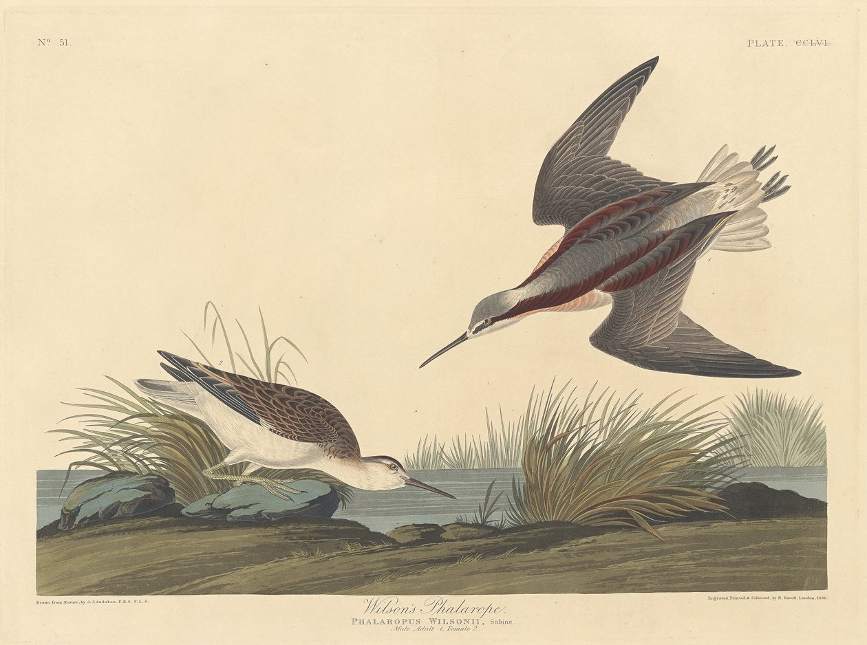 Wilsonin phalarope, 1835. tekijältä Robert Havell