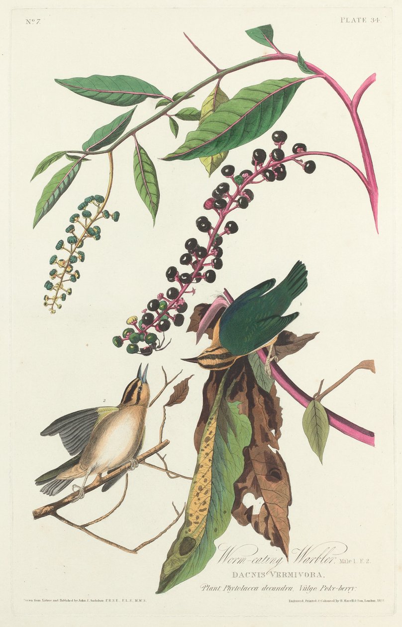 Madoja syövä silkka, 1828. tekijältä Robert Havell