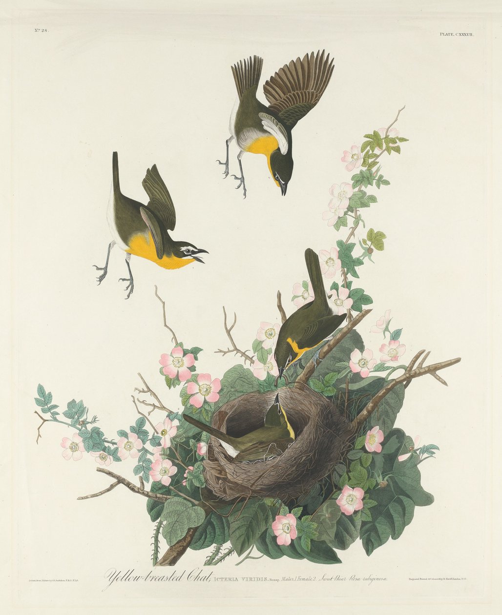 Keltarintainen chat, 1832. tekijältä Robert Havell