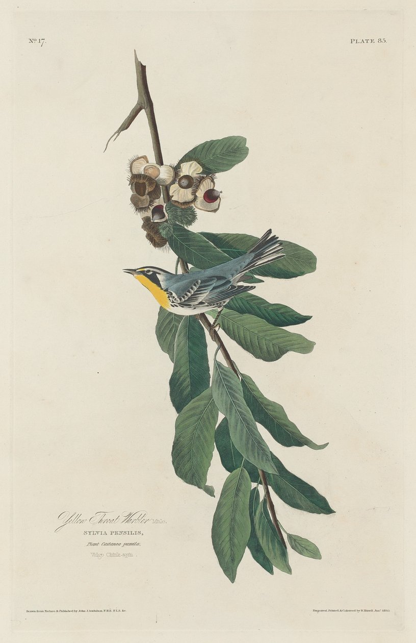 Curruca de gola groga, 1830. finlandès tekijältä Robert Havell