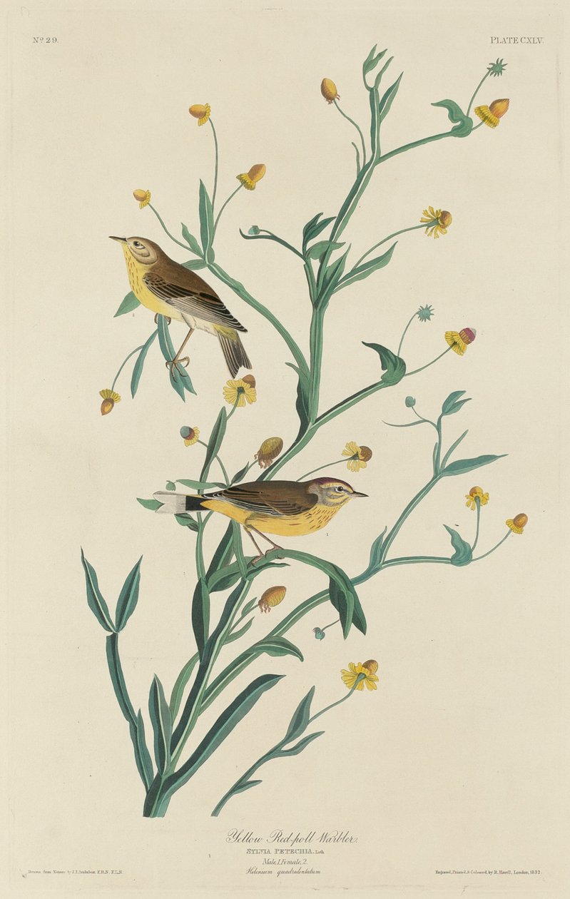Keltainen punasylinteri, 1832. tekijältä Robert Havell