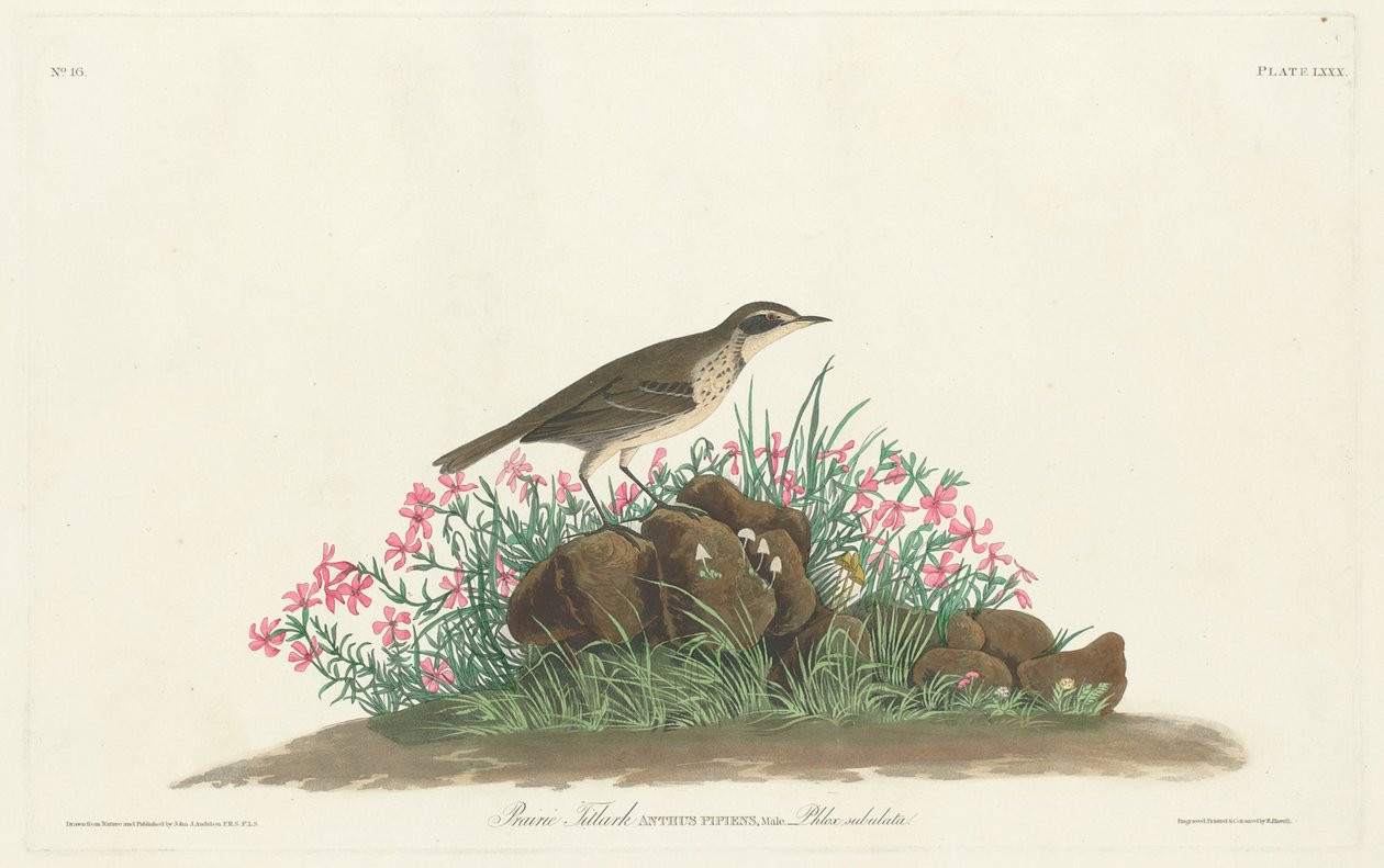 Prairie Otsikkolehti tekijältä Robert Havell, Jr. after John James Audubon