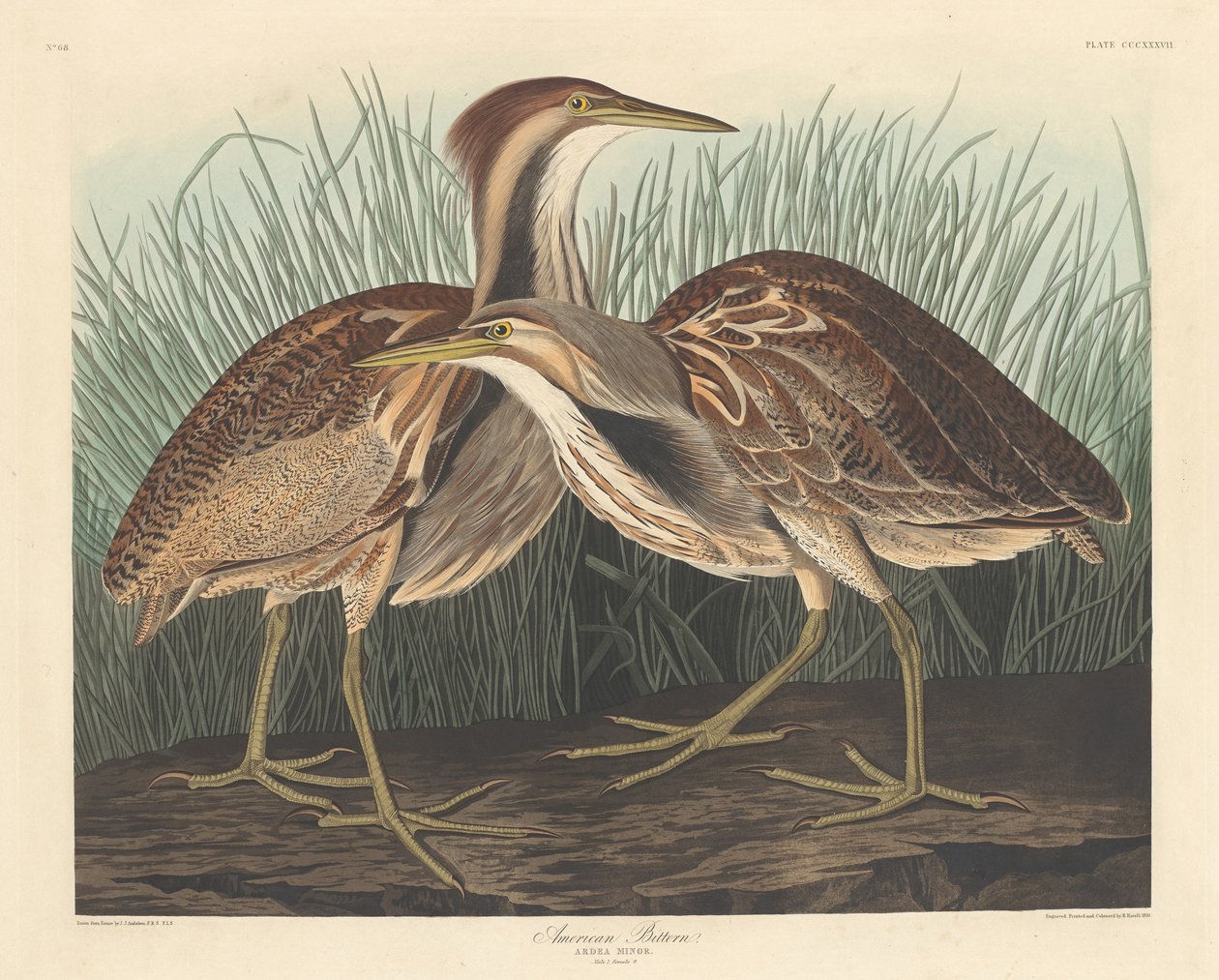American Bittern tekijältä Robert Havell after John James Audubon