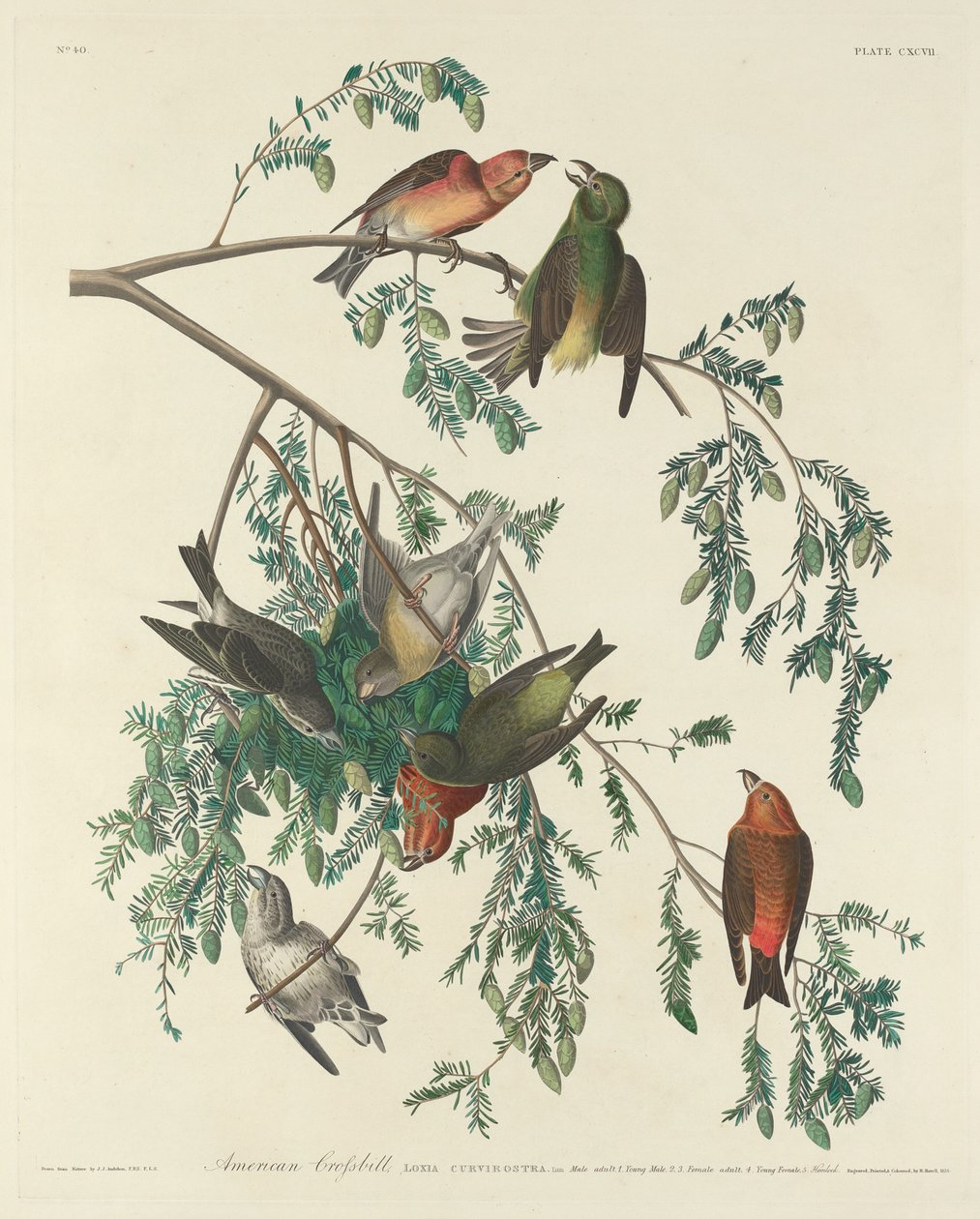 American Crossbill tekijältä Robert Havell after John James Audubon