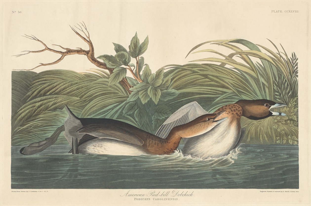 Amerikkalainen Pied-Bill Dobchick tekijältä Robert Havell after John James Audubon