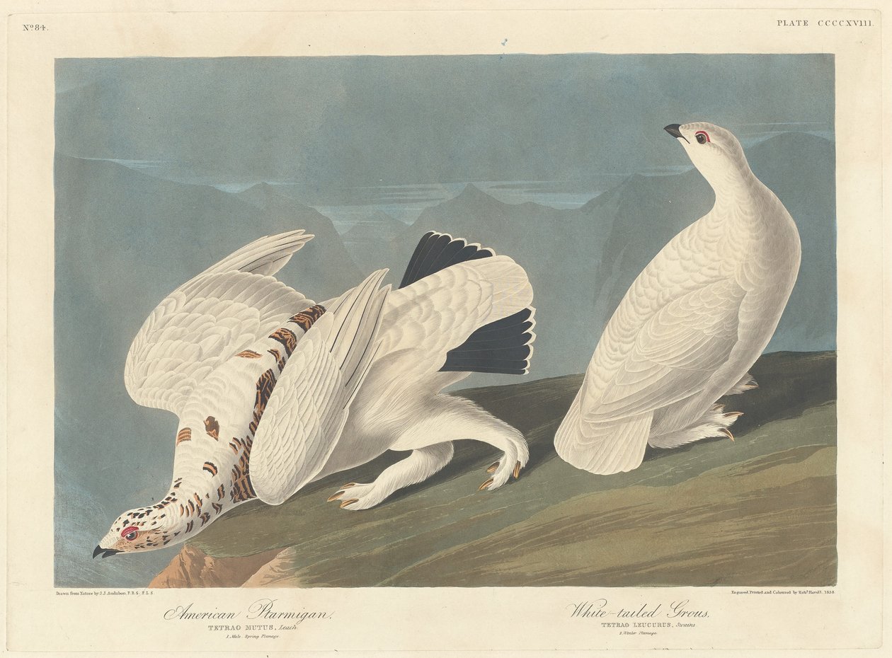 American Ptarmigan ja White-tailed Grous tekijältä Robert Havell after John James Audubon