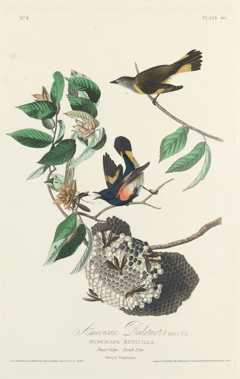 Amerikkalainen Redstart tekijältä Robert Havell after John James Audubon