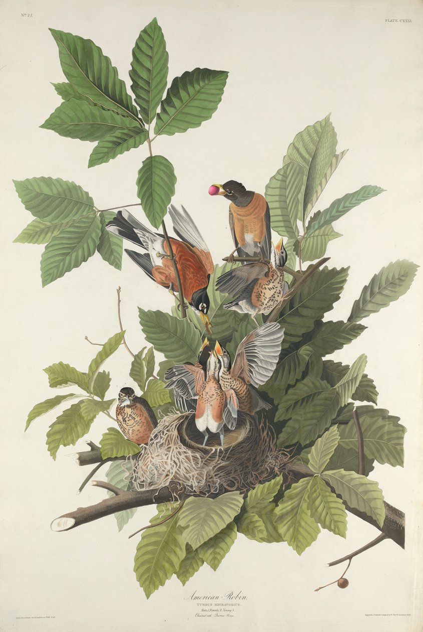 Amerikkalainen Robin tekijältä Robert Havell after John James Audubon