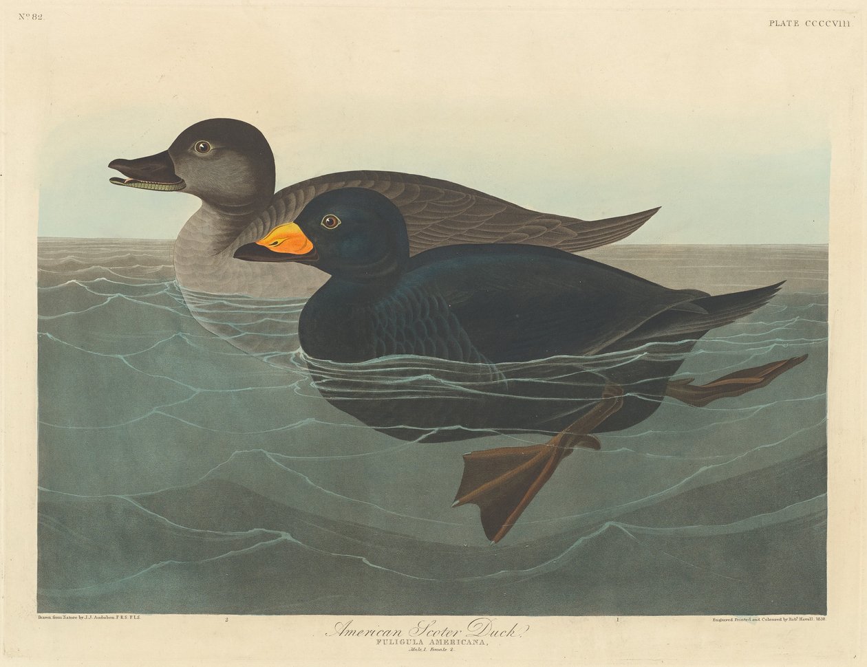 Amerikkalainen Scoter Duck tekijältä Robert Havell after John James Audubon