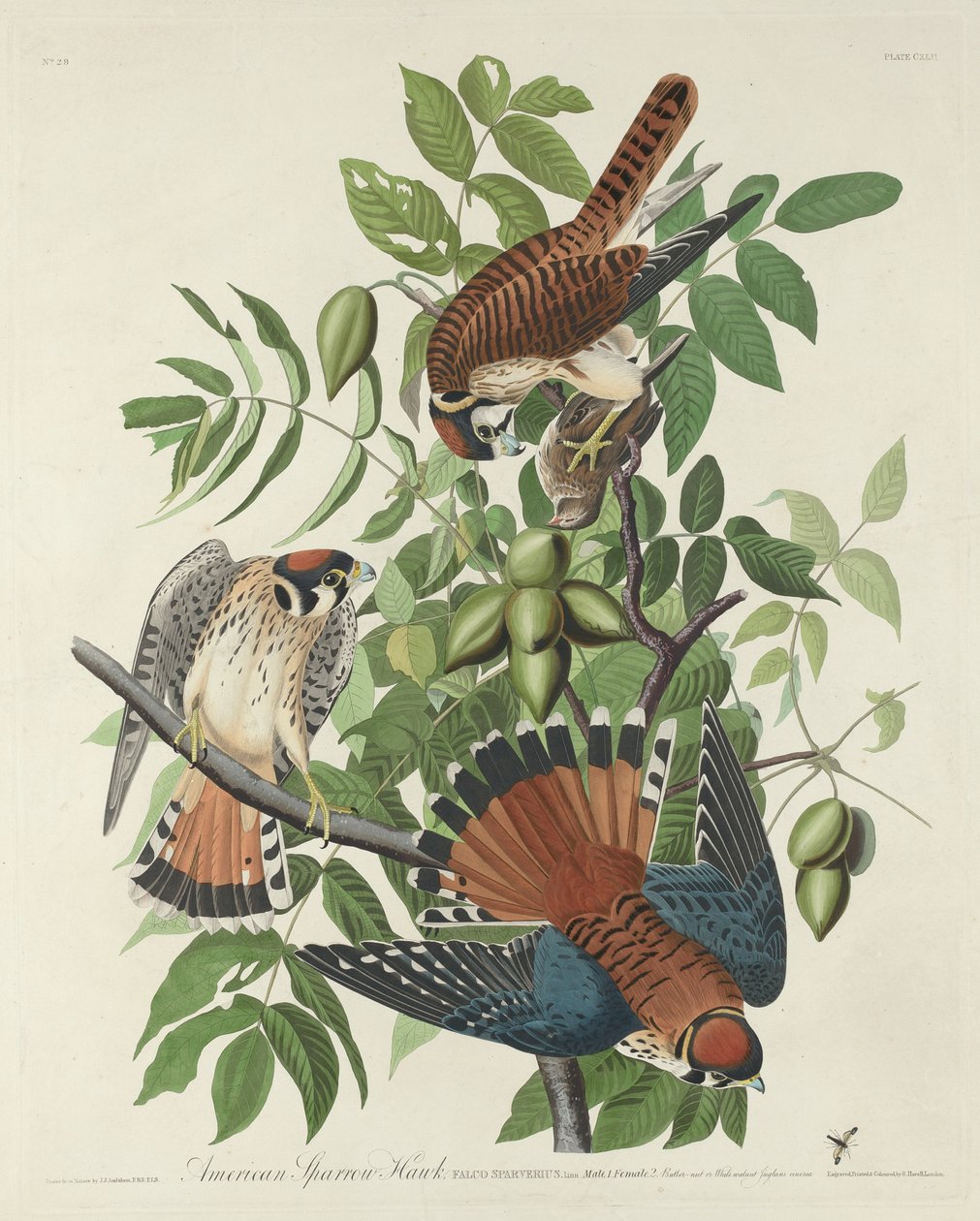 American Sparrow Hawk tekijältä Robert Havell after John James Audubon