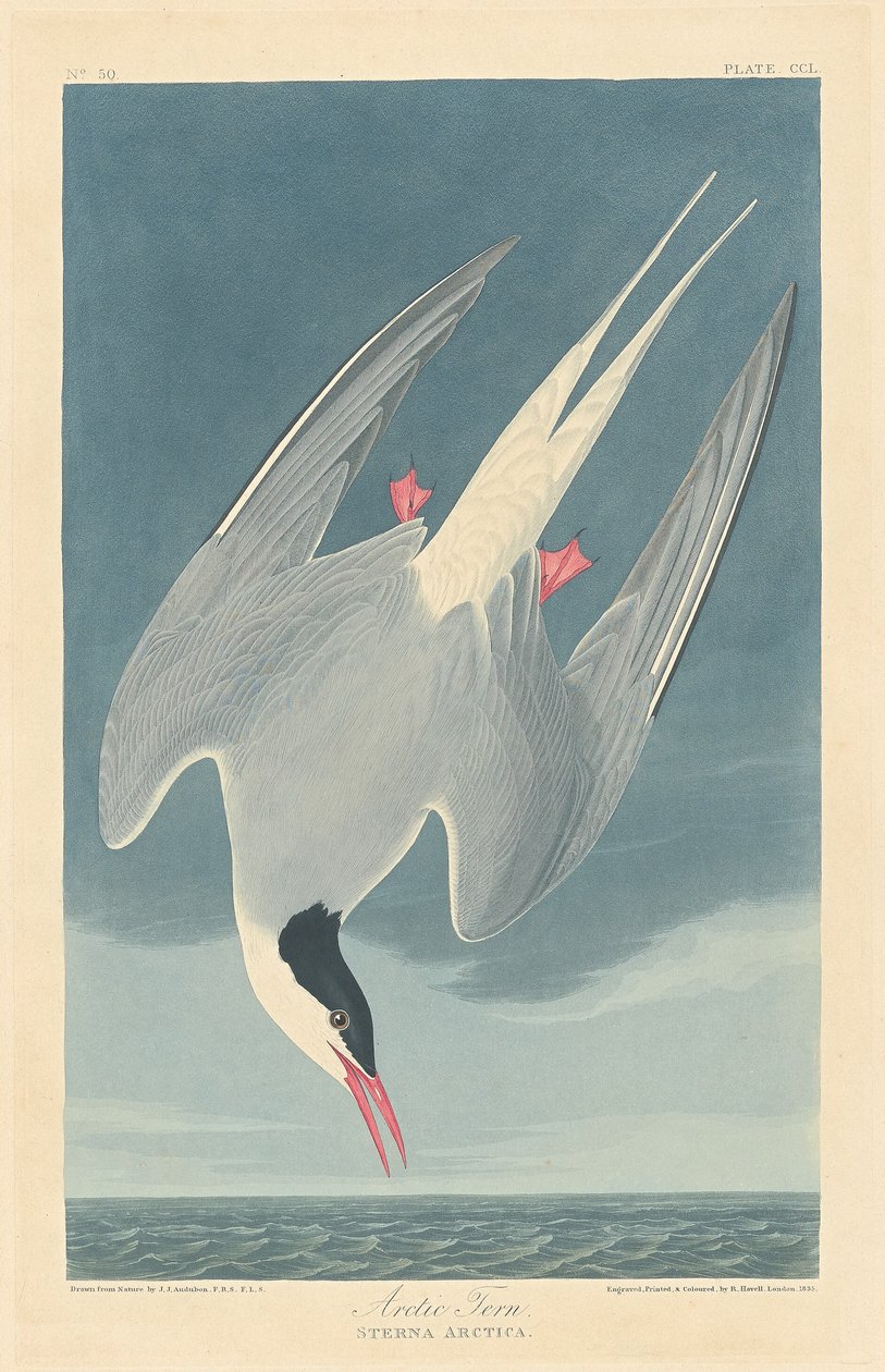 Lapintiira tekijältä Robert Havell after John James Audubon